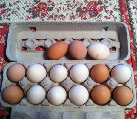 15 eggs